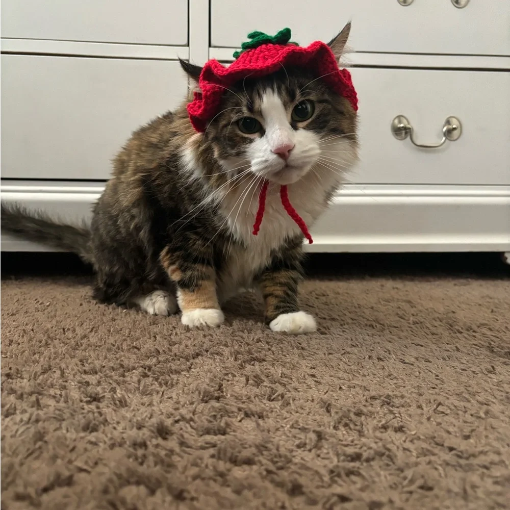 Crochet hat for cat 🍅 🐈